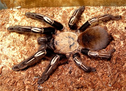 Ephebopus murinus standing motionless in a terrarium.