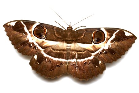 Erebus ephesperis (Hübner, [1823])（Erebidae）, adult moth Photo location: Japan: Motootu, Muroto-shi, Kochi Prefecture Latitude and Longitude: N33°19'10.93",E134°07'10.93" Date and time: July 22, 2016, photo