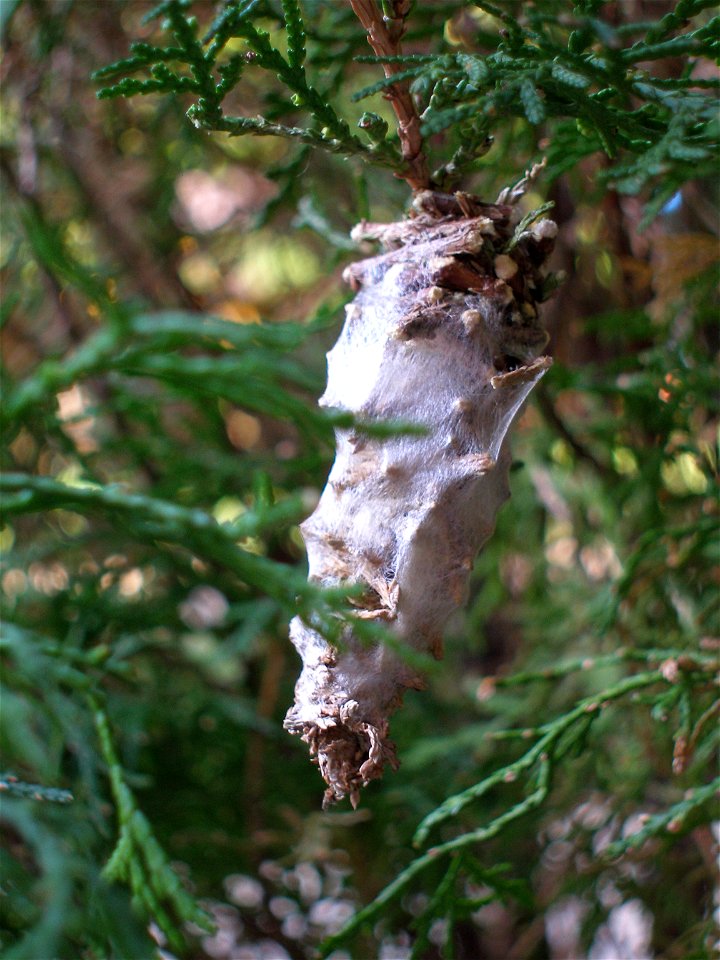 Oiketicus kirbyi,(Lepidoptera: Psychidae)Gusano Canasta,"basket‑worm", Nicaragua