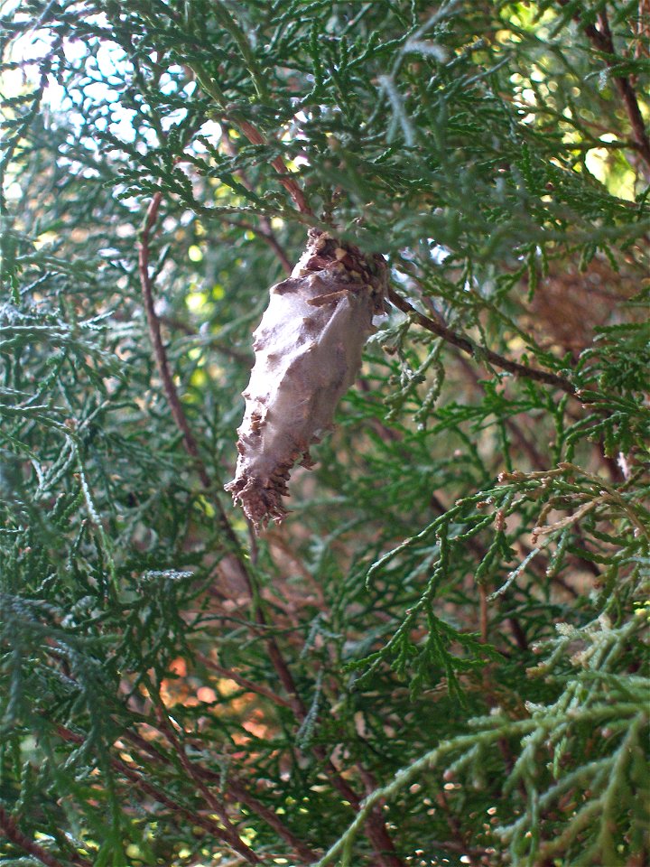 Oiketicus kirbyi,(Lepidoptera: Psychidae)Gusano Canasta,"basket‑worm", Nicaragua