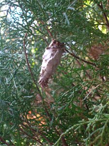 Oiketicus kirbyi,(Lepidoptera: Psychidae)Gusano Canasta,"basket‑worm", Nicaragua