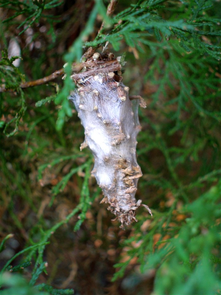 Oiketicus kirbyi,(Lepidoptera: Psychidae)Gusano Canasta,"basket‑worm", Nicaragua