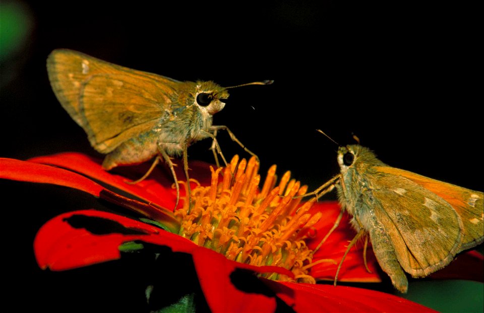 Image title: Yellow tan leonard skipper butterfly standing on red blossom hesperia leonardus leonardus
Image from Public domain images website, http://www.public-domain-image.com/full-image/fauna-anim