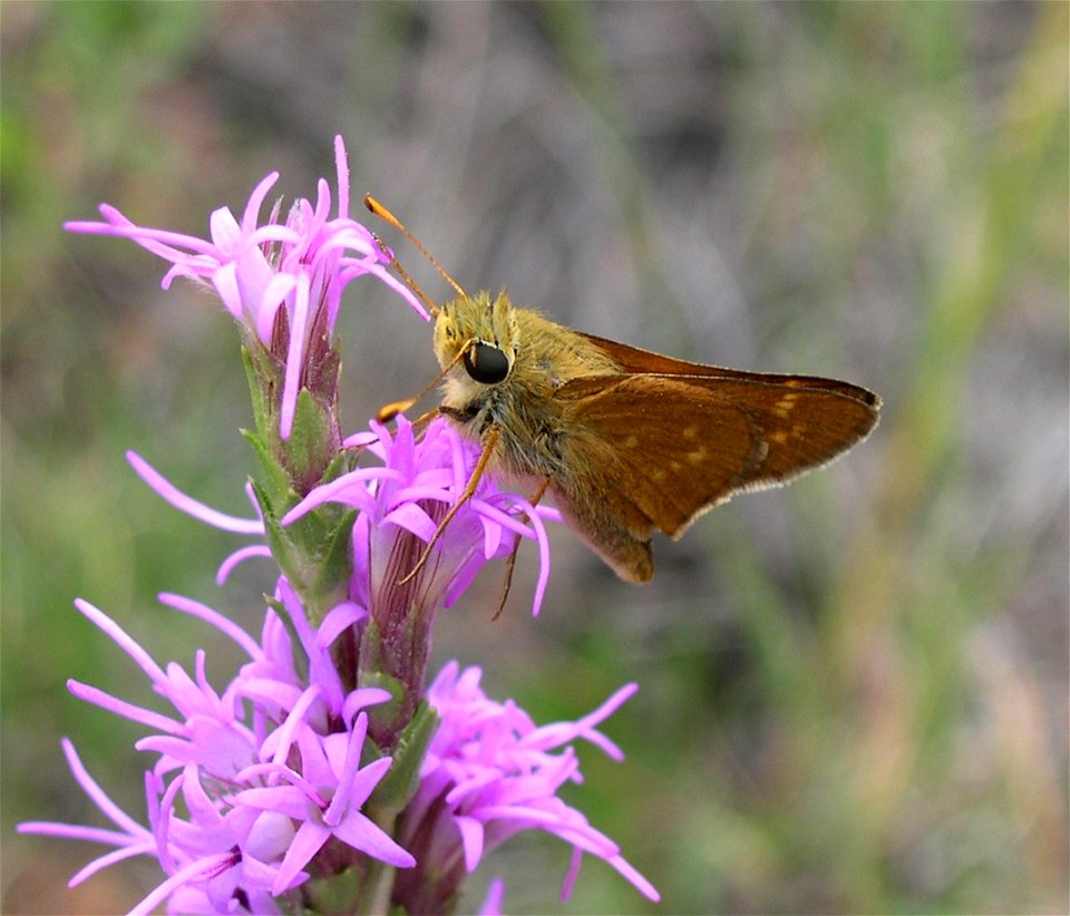 Hesperia leonardus montana — on a Liatris punctata flower.

In the Rocky Mountains — at Pike/San Isabel National Forests, Colorado.