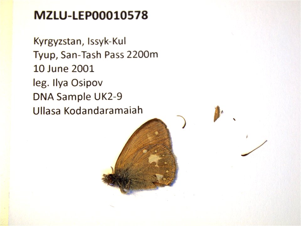 Kyrgyzstan. Issyk-Kul, E Terskei Ala Too Mt. Range, San-Tash pass. SystEnt 2009
