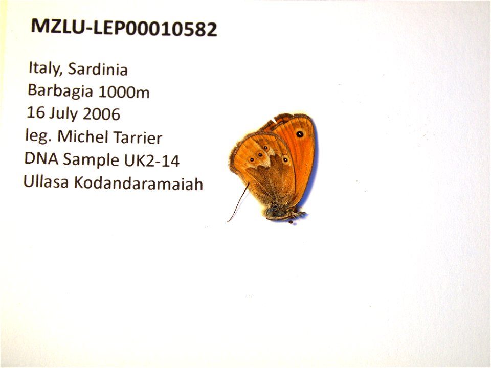 Italy. Sardinia, Barbagia 1000m. SystEnt 2009