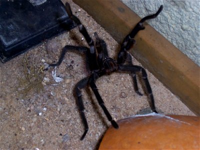 Lasiodora Klugi exemplar Macho