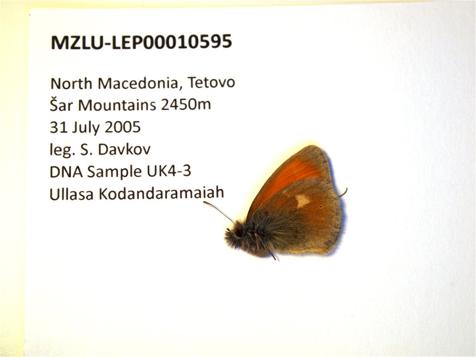 North Macedonia. Tetovo, Šar Mountains 2450m. SystEnt 2009