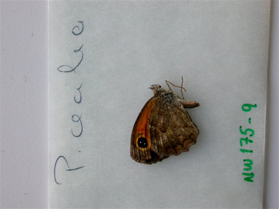 <a href="http://nymphalidae.utu.fi/story.php?code=NW175-9" rel="nofollow">see in our database</a>