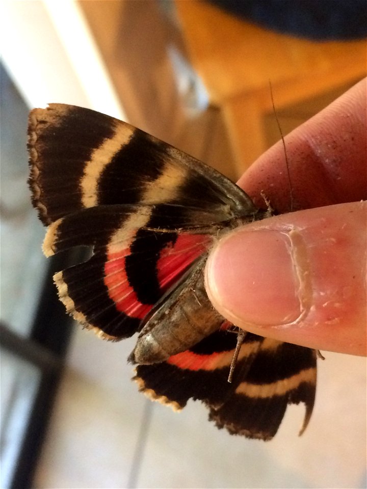 Catocala carissima