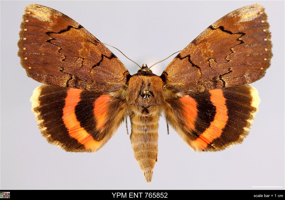 Yale Peabody Museum, Entomology Division
Catalog #: YPM ENT 765852
Taxon: Catocala carissima Hulst (dorsal)
Family: Erebidae
Taxon Remarks: Animals and Plants: Invertebrates - Insects
Collector: R Ker
