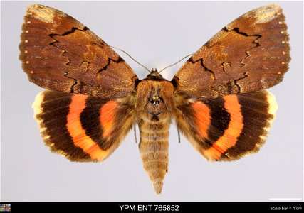 Yale Peabody Museum, Entomology Division Catalog #: YPM ENT 765852 Taxon: Catocala carissima Hulst (dorsal) Family: Erebidae Taxon Remarks: Animals and Plants: Invertebrates - Insects Collector: R Ker photo