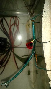 Achrioptera manga adult male
