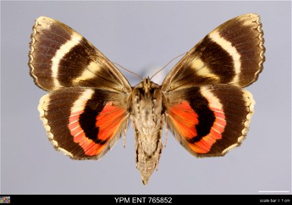 Yale Peabody Museum, Entomology Division Catalog #: YPM ENT 765852 Taxon: Catocala carissima Hulst (ventral) Family: Erebidae Taxon Remarks: Animals and Plants: Invertebrates - Insects Collector: R Ke photo