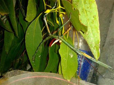 Achrioptera fallax adult male photo