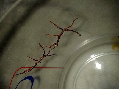Achrioptera fallax nymph just hatched
