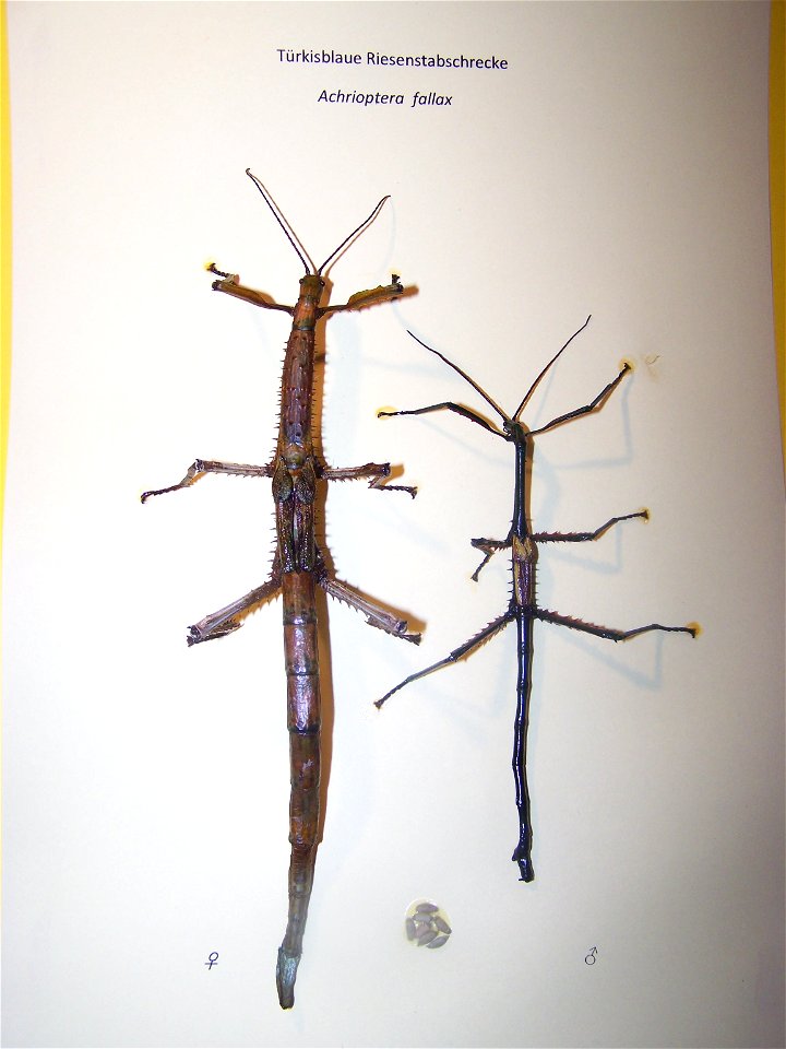 Achrioptera fallax , Türkisfarbige Riesenstabschrecke , links weiblich  22cm,rechts männlich 16cm,dazwischen Gelege/Eier eines Tages (7 Stück , während der adulten Lebenszeit ca. 800 Eier)