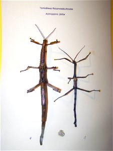 Achrioptera fallax , Türkisfarbige Riesenstabschrecke , links weiblich  22cm,rechts männlich 16cm,dazwischen Gelege/Eier eines Tages (7 Stück , während der adulten Lebenszeit ca. 800 Eier)