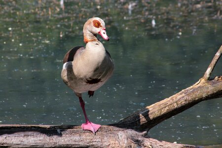 Waterfowl wild goose bill photo