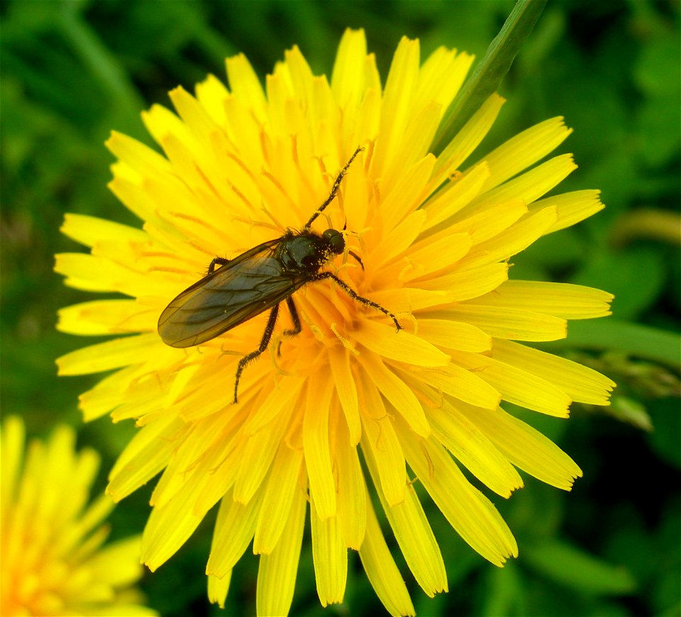 Mouche de la Saint-Marc (Bibio marci) sur un pissenlit, photographié près de Nonglard