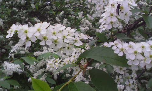 На Среднем Урале массовый вылет Чёрных мух совпадает со цветением Черёмухи обыкновенной (май месяц). photo