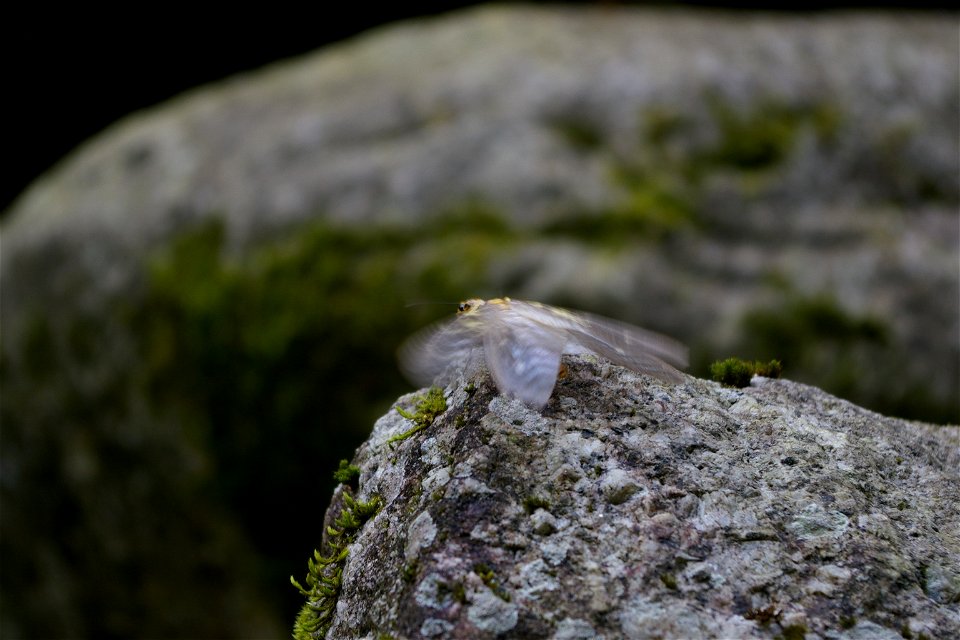 Protohermes grandis (Agi, Nakatsugawa City, Gifu Pref., Japan)
