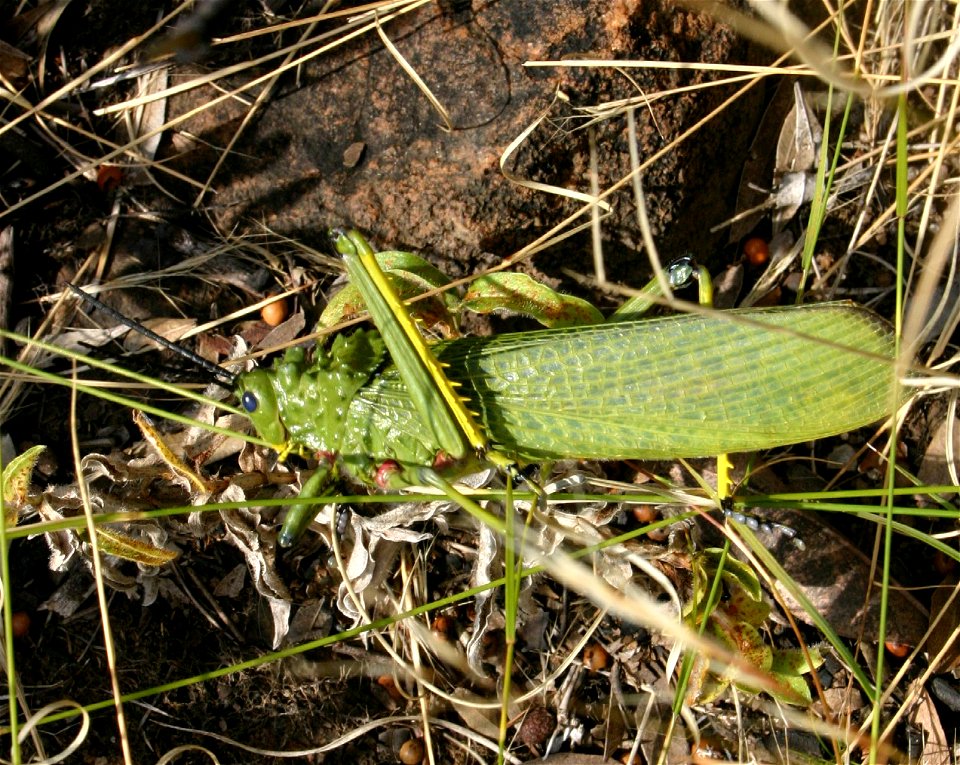 Phymateus viridipes - locust from Magaliesberg, South Africa