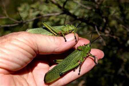 Phymateus viridipes male and female in Ruimsig Botanical Garden, Johannesburg, South Africa