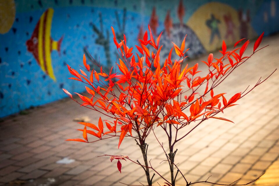 Light nature korea