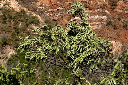 Phymateus viridipes assembling on Euclea crispa in Ruimsig Botanical Garden, Johannesburg, South Africa