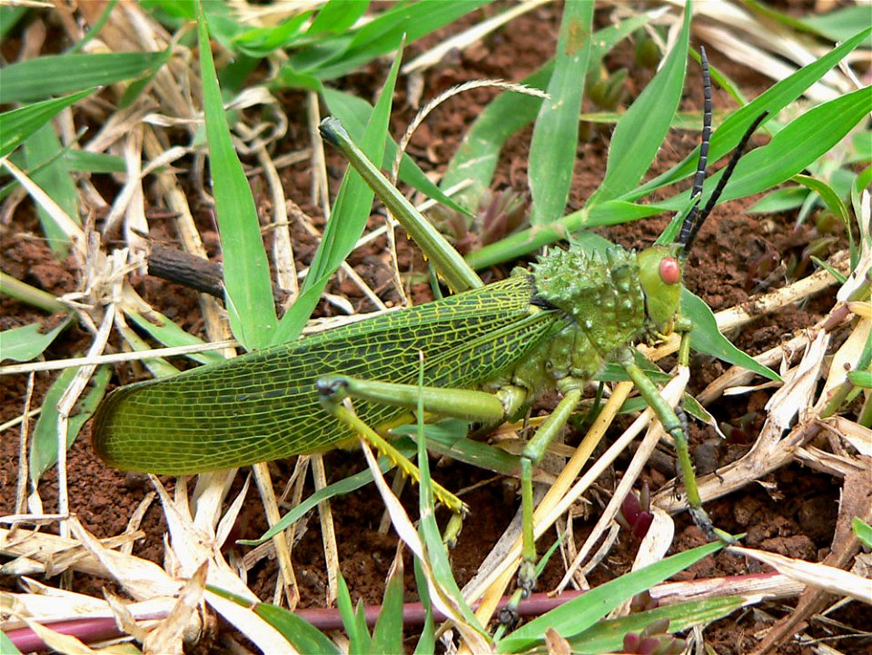 Photograph taken by Christiaan Kooyman on 21 December 2005 in Nanyuki, Kenya.