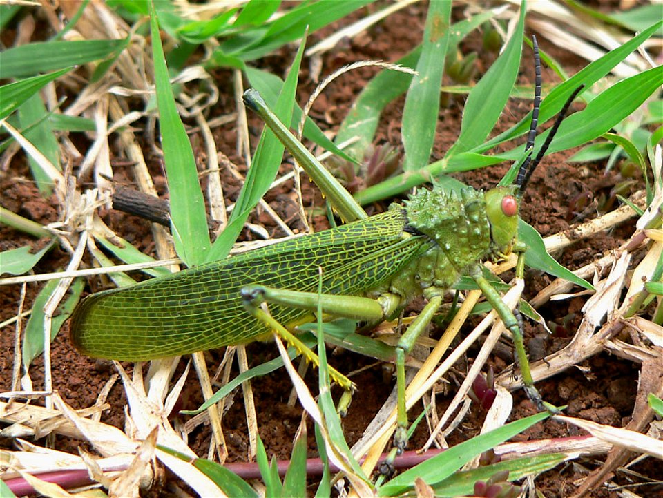 Photograph taken by Christiaan Kooyman on 21 December 2005 in Nanyuki, Kenya. photo