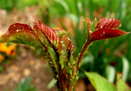 Aphids on a rosebush. photo