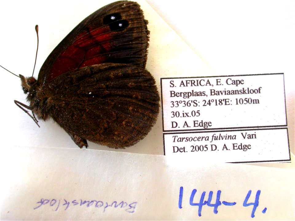 SOUTH AFRICA.  E. Cape, Bergplaas, Baviaanskloof,    <a href="http://nymphalidae.utu.fi/story.php?code=NW144-4" rel="nofollow">see in our database</a>