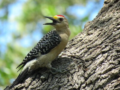 Wildlife natural colorful