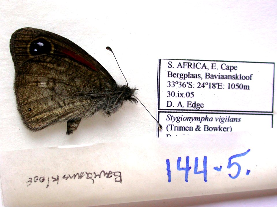 SOUTH AFRICA.  E. Cape, Bergplaas, Baviaanskloof,  PRS 2009, ZJLS 2011,  Exemplar,  <a href="http://nymphalidae.utu.fi/story.php?code=NW144-5" rel="nofollow">see in our database</a>