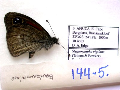 SOUTH AFRICA. E. Cape, Bergplaas, Baviaanskloof, PRS 2009, ZJLS 2011, Exemplar, <a href="http://nymphalidae.utu.fi/story.php?code=NW144-5" rel="nofollow">see in our database</a> photo
