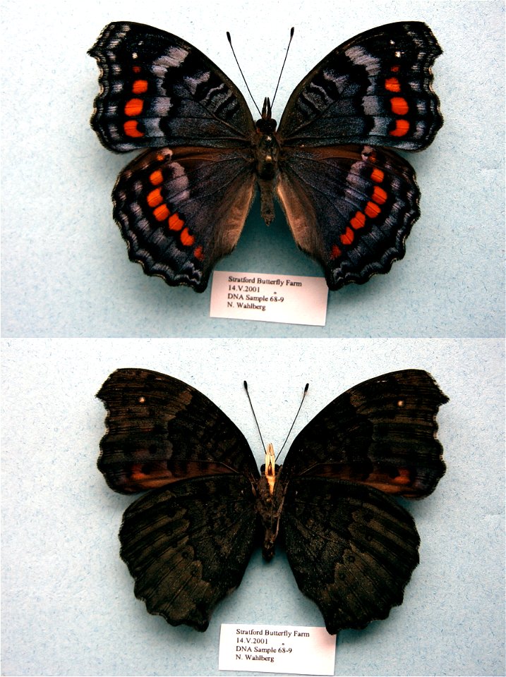 Stratford Butterfly Farm, UK.   BJLS 2005, JEB 2007, PRS 2009,  Exemplar,  <a href="http://nymphalidae.utu.fi/story.php?code=NW68-9" rel="nofollow">see in our database</a>