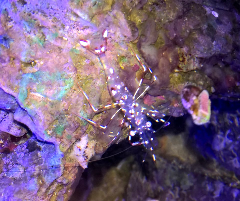 Urocaridella Antonbruunii