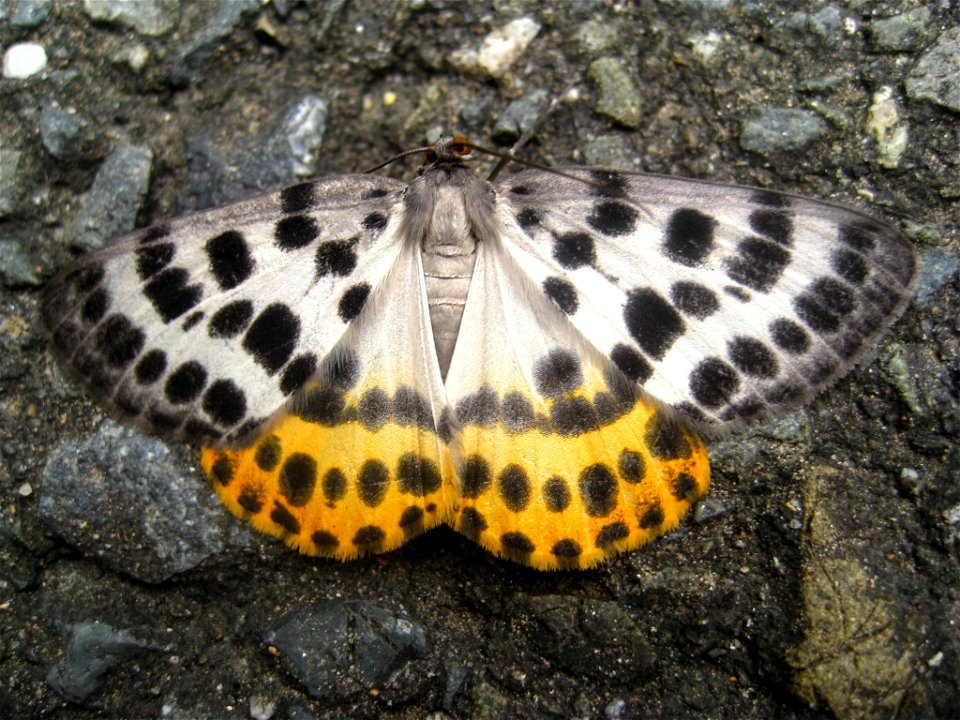 A picture of the moth Arichanna gaschkevitchii, (ヒョウモエダシャク in Japanese), taken with a Canon Power Shot SD850 IS digital Elph camera in Kyoto, Japan.