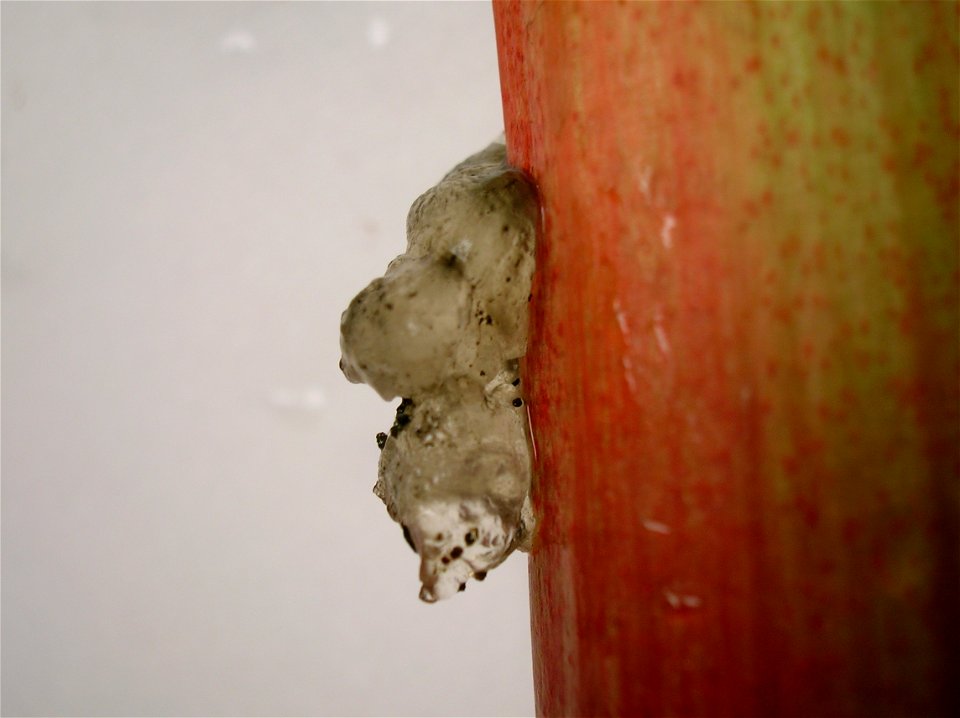Sap gummosis on Rhubarb (Rheum), caused by the Weevil Lixus concavus.
