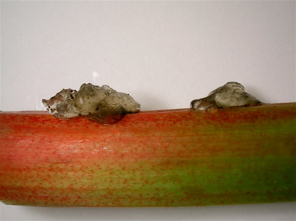 Sap from gummosis caused by Lixus concavus on Rhubarb (Rheum).