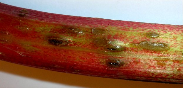 Feeding and egg laying pits on Rhubarb stalk caused by Lixus concavus, the Rhubarb curculio.