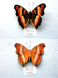 ZIMBABWE. Marondera, BJLS 2005, JEB 2007, Exemplar, <a href="http://nymphalidae.utu.fi/story.php?code=NW88-3" rel="nofollow">see in our database</a> photo