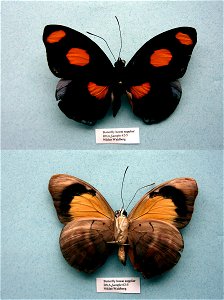 Butterfly house supplier.   MPE 2003, BJLS 2005, Sys Bio 2008, PRS 2009,  Phylogenomics, Exemplar,  <a href="http://nymphalidae.utu.fi/story.php?code=NW62-5" rel="nofollow">see in our database&l