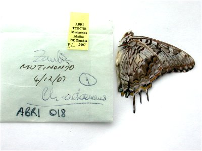 ZAMBIA. Mutinondo, Mpika, MPE 2009, <a href="http://nymphalidae.utu.fi/story.php?code=ABRI-018" rel="nofollow">see in our database</a> photo
