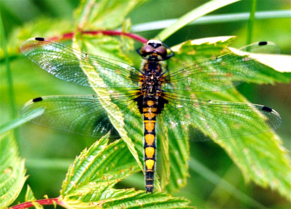 Leucorrhinia pectoralis female