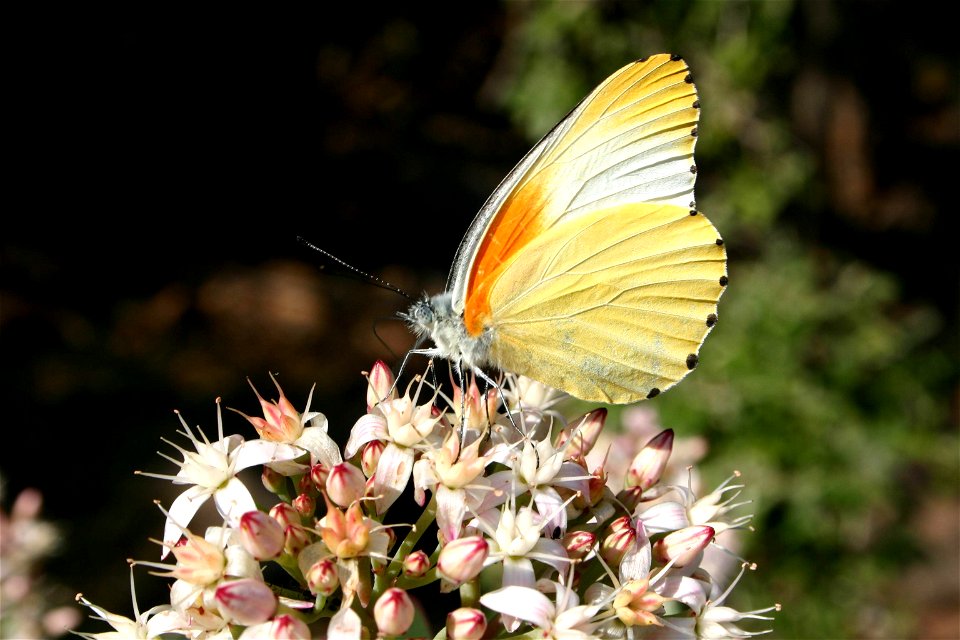 Mylothris agathina (Cramer 1779), Magaliesberg, South Africa on Crassula ovata