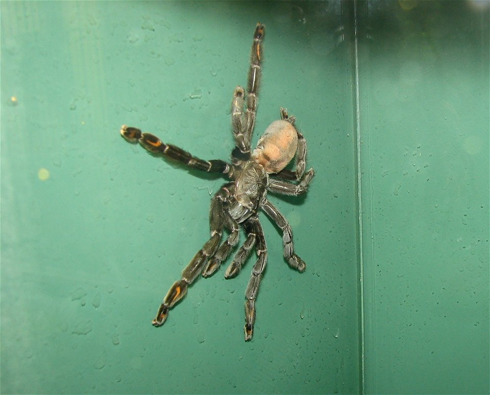 Venezuelan Suntiger - Psalmopoeus irminia - Louisville Zoo