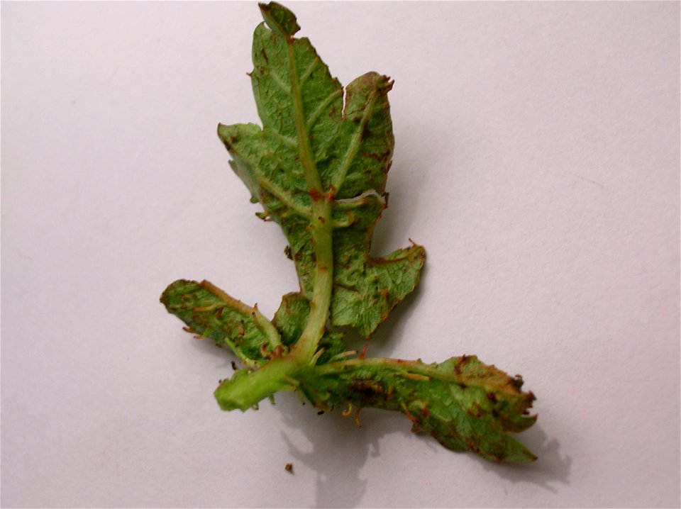 Ligulate excresences on a hawthorn leaf galled by Dasineura crataegi. Spier's, Beith, Ayrshire, Scotland.